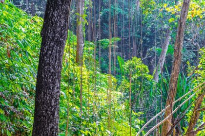 دانلود عکس مسیر طبیعت گردی در جنگل گرمسیری جنگل لامرو