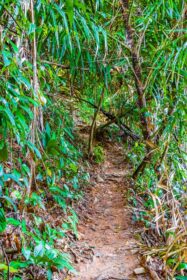دانلود عکس مسیر طبیعت گردی در جنگل گرمسیری جنگل لامرو