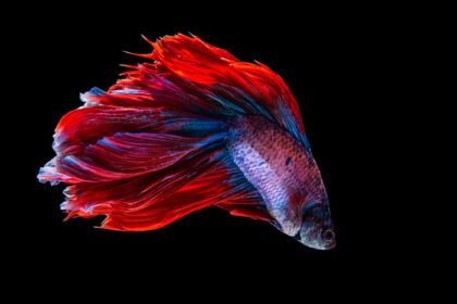 دانلود عکس قرمز و آبی بتا ماهی سیامی مبارزه با ماهی روی سیاه