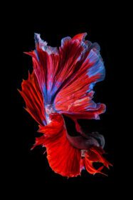 دانلود عکس ماهی بتای قرمز و آبی سیامی مبارز ماهی
