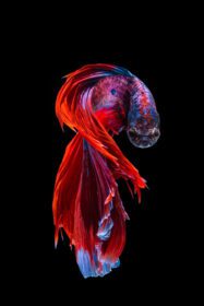 دانلود عکس ماهی بتا قرمز و آبی