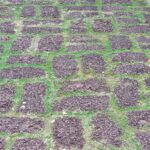 نقاشی کلاسیک دهقانان و گاوها