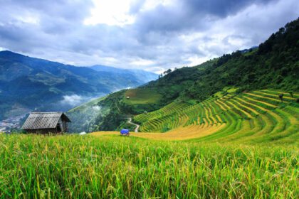 دانلود عکس مزرعه برنج تراس در مو کانگ جی ویتنام