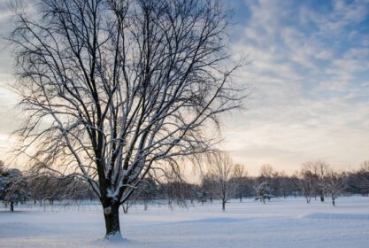 دانلود عکس درخت پوشیده از برف