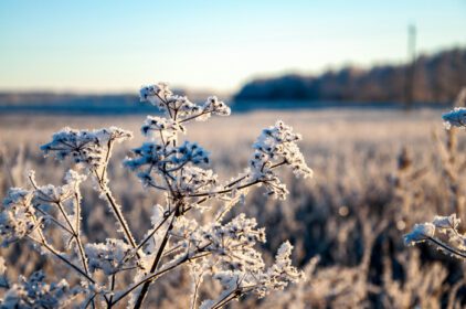 دانلود عکس منظره با یخبندان سفید و آسمان آبی صبح زمستانی