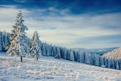 دانلود عکس منظره زمستانی درختان پوشیده از برف
