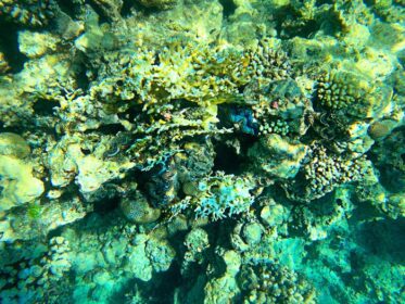 دانلود عکس مرجان های زنده دنیای طبیعی زیر آب اقیانوس