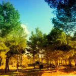 سبد خرید و پرداخت