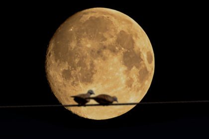 دانلود عکس ماه کامل در آسمان و تار شدن پرندگان دوقلو