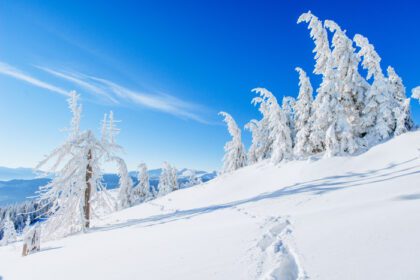 دانلود عکس درخت جادویی زمستانی پوشیده از برف