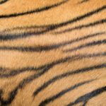 دانلود طرح کاغذ دیواری زیبا عصر اوقات فراغت چای کافه ابزار دیوار