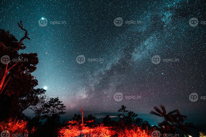دانلود عکس آسمان شب و راه شیری در جنگل
