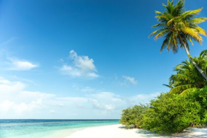 دانلود عکس نمای مالدیو با درخت نارگیل آب دریای شفاف و آسمان آبی