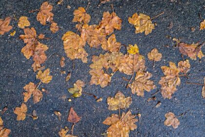 دانلود عکس برگ های رنگارنگ زیبای پاییزی روی زمین برای