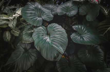 دانلود عکس باغ برگ های گرمسیری با نور کم