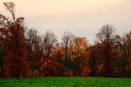 دانلود عکس چند رنگ در پاییز