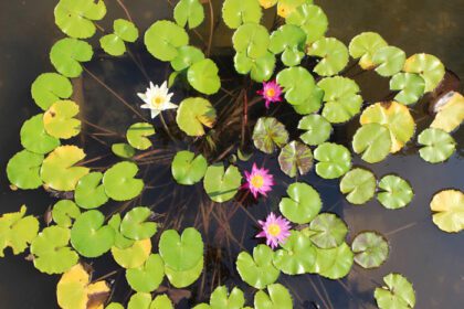 دانلود عکس بسیاری از حوضچه های گل نیلوفر آبی و اشک طبیعی زیبا