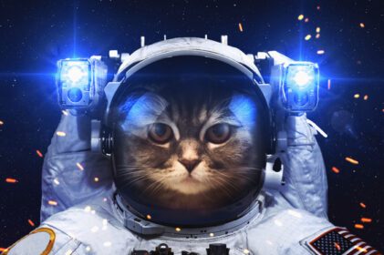 دانلود والپیپر گربه فضای آبی فضانورد