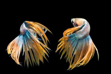 دانلود عکس ماهی بتای زرد و آبی سیامی مبارزه با ماهی روی سیاه