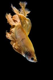 دانلود عکس طلای زرد ماهی بتا سیامی در حال مبارزه با ماهی روی سیاه