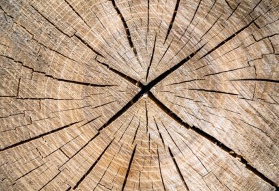 دانلود عکس شکستگی چوبی زیبای بلوط قدیمی بافت طبیعی از نزدیک