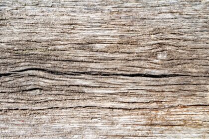 دانلود عکس شکستگی چوبی زیبای بلوط قدیمی بافت طبیعی از نزدیک
