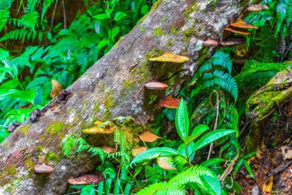 دانلود عکس خزه قارچ قارچ گلسنگ در جنگل طبیعی استوایی درخت