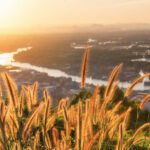 دانلود طرح کاغذ دیواری گل مگنولیا مدرن دیوار زمینه دیوار منبت کاری شده دیوار