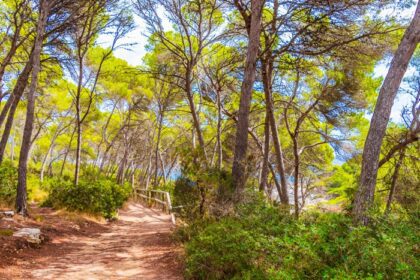 دانلود عکس مسیر پیاده روی طبیعی در پارک جنگلی طبیعی د موندراگو