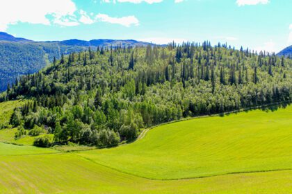 دانلود عکس منظره نروژی با درختان صنوبر کوه و صخره