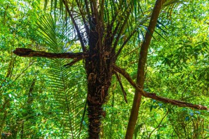 دانلود عکس درخت نخل در جنگل طبیعی استوایی جنگل ilha grande برزیل