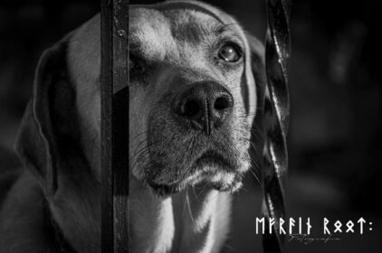 دانلود والپیپر سگ عکاسی غمگین دلتنگی حیوانات تک رنگ