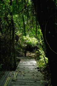 دانلود عکس پیو سانگ مسیر طبیعت آبشار در فایائو تایلند