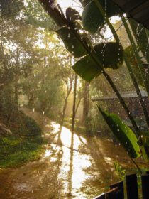 دانلود عکس قطره باران در برگ موز در جنگل بارانی