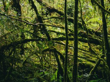 دانلود عکس جنگل بارانی در پارک ملی دوی اینتانون تایلند