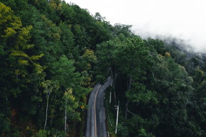دانلود عکس جاده در جنگل فصل بارندگی درختان طبیعت و سفر مه