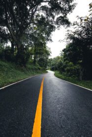 دانلود عکس جاده در جنگل فصل بارندگی درختان طبیعت و سفر مه