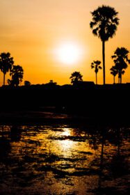 دانلود عکس شبح درختان نخل نارگیل در هنگام غروب خورشید در کنار دریا