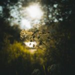 سبد خرید و پرداخت