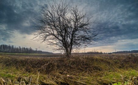دانلود عکس تک درخت در مزرعه در برابر آسمان آبی ابری