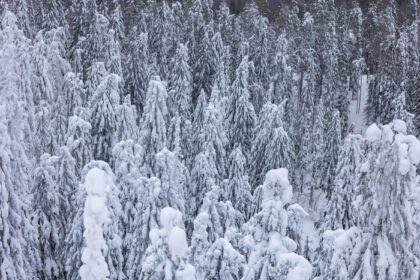 دانلود عکس درختان پوشیده از برف در پارک ملی کولی در زمستان
