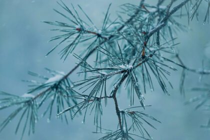 دانلود عکس برف روی برگ درخت کاج در فصل زمستان
