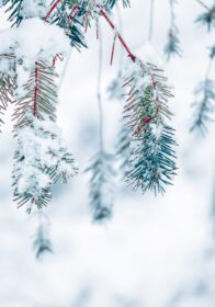دانلود عکس برف روی برگ درخت کاج در فصل زمستان