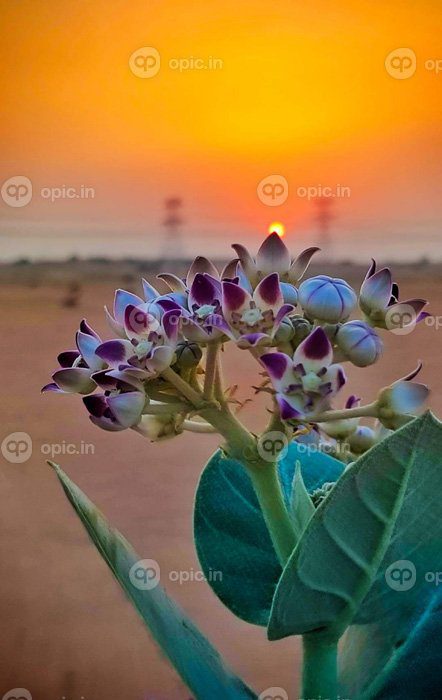 دانلود عکس گل بهار شکوفه