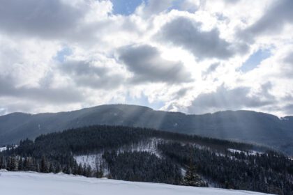 دانلود عکس جنگل صنوبر کوهستانی پوشیده از برف