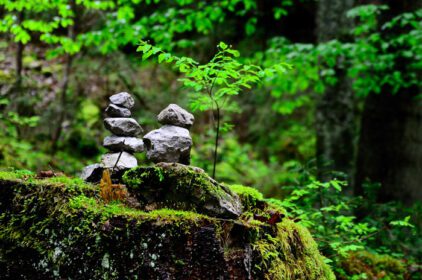 دانلود عکس سنگ های چیده شده در جنگل