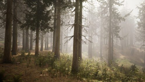 دانلود عکس پرتوهای خورشید در جنگل صنوبر طبیعی