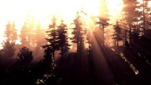 دانلود عکس طلوع خورشید در جنگل مخروطی مه آلود