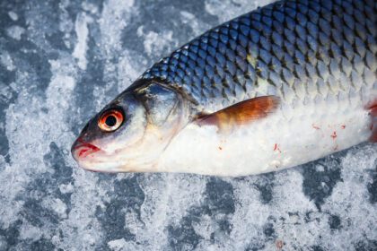 دانلود عکس ماهی دراز کشیده روی یخ بافت در طول ماهیگیری زمستانی