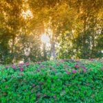 سبد خرید و پرداخت